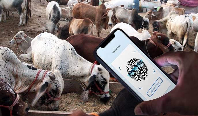 SBP to Launch QR Codes For Buying Eid Animals